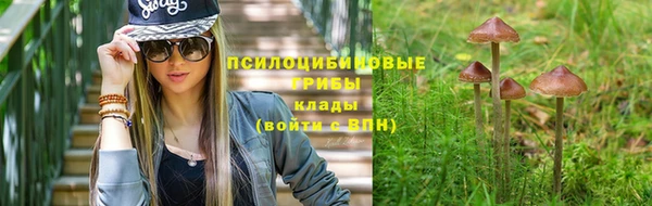 PSILOCYBIN Гусиноозёрск